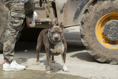 Fighting dog on a leash. dangerous pet. a dog with a master. dangerous beast without muzzle. 