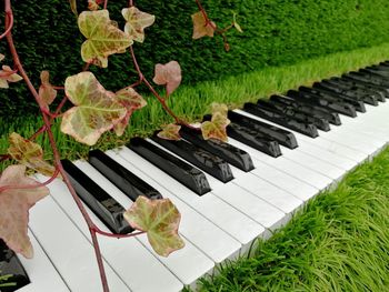 High angle view of piano keys on plant