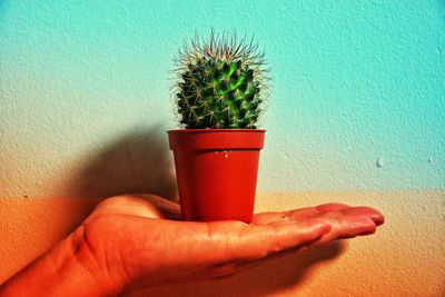 Close-up of hand holding cactus plant against wall