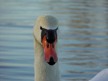 Close-up of swan swimming in pond