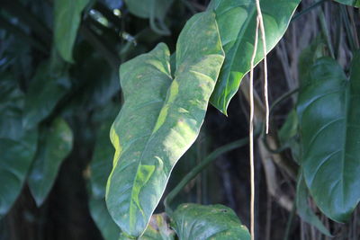 Close-up of fresh green leaves in sunlight