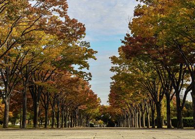 Trees in park against sky during autumn