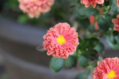 Close-up of red flower