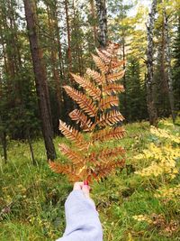 Low section of person in forest