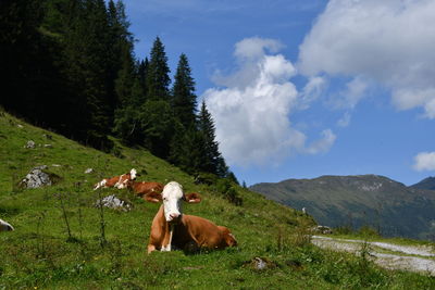 Cows grazing in a field