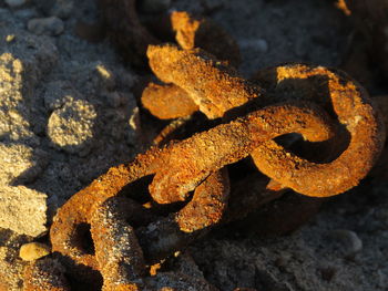 Close-up of rusty metal