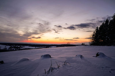 Birds on snow covered trees against sky during sunset