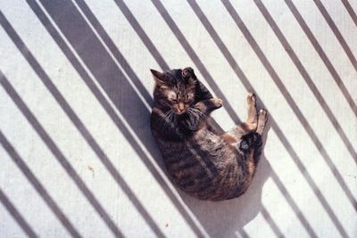 Cat relaxing on bed