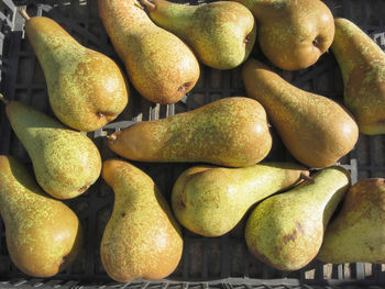 Pears in black plastic box, hand picked just as they ripen from the garden in a tuscan farm