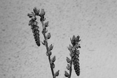 Close-up of wilted plant on field