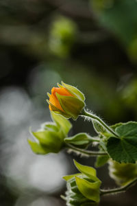 Close-up of flowering plant