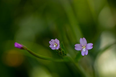 flowering plant