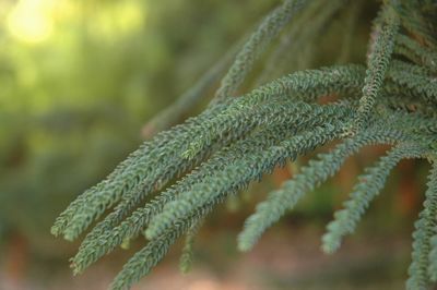 Close-up of rope against blurred background