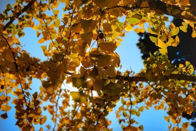 Close-up of tree during autumn