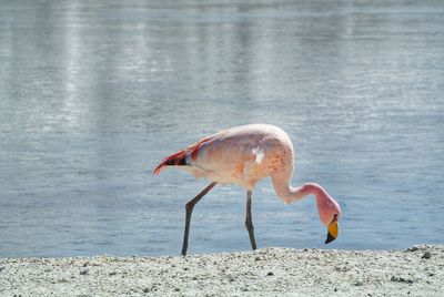 View of bird on beach