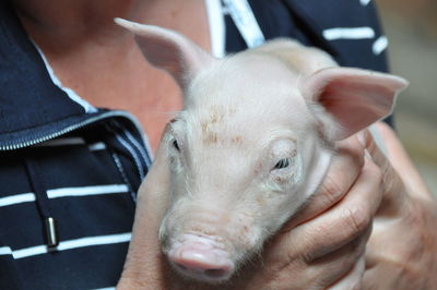 Piglet in hands of a human