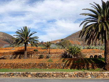 Palm trees on landscape against sky