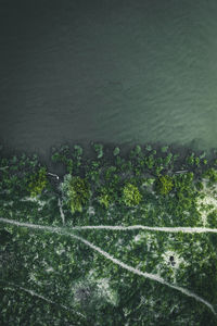 High angle view of trees on field