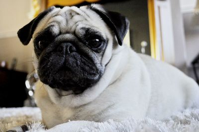 Close-up portrait of a dog