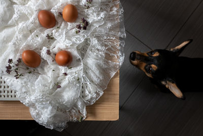 High angle view of egg on table with dog looking at 