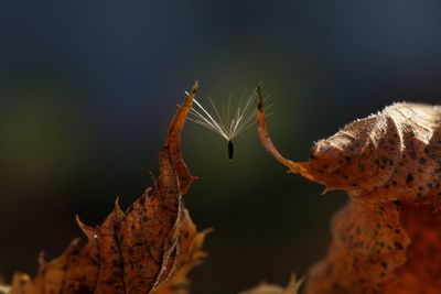 Close-up of caterpillar on plant