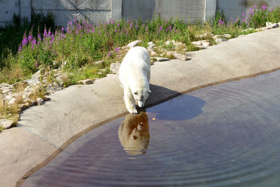 High angle view of polar bear