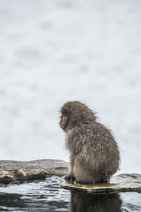 Child snow monkey