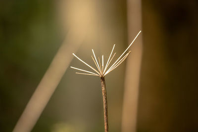 Close-up of dandelion on plant