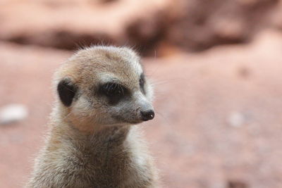 Close-up of meerkat