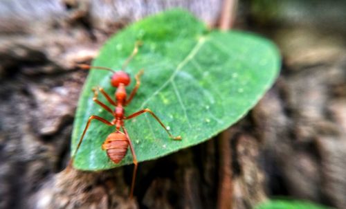 Close-up of insect on leaf