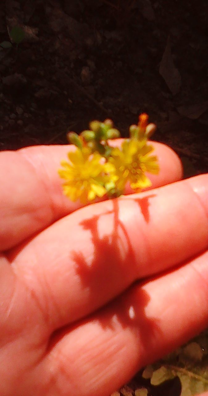 CLOSE-UP OF HAND HOLDING FLOWERS