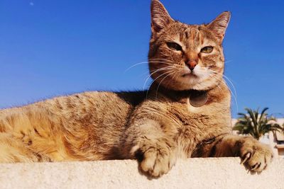 Portrait of ginger cat