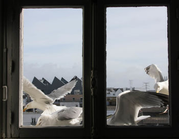 Seagulls flying seen through glass window