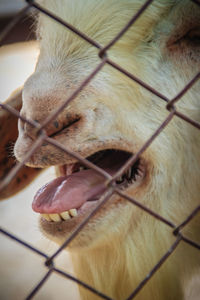 Close-up of a dog