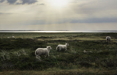 Sheep grazing in a field