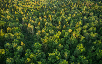 Beautiful aerial landscape on green backdrop. beautiful scenery. beautiful natural landscape