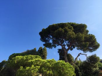 Low angle view of trees against clear blue sky