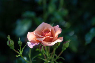 Close-up of flower