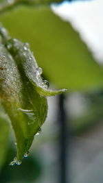 Close-up of insect on wet leaf