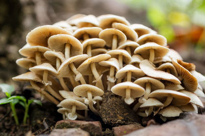 Close-up of mushrooms growing on field