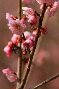 Close-up of pink flowering plant