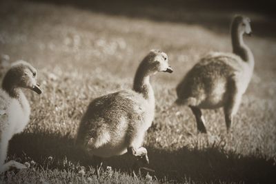 Ducks on field by lake