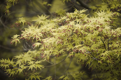 Close-up of plant