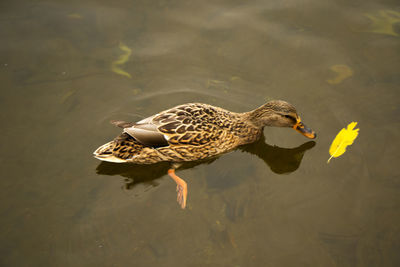 Ducks swimming in the lake, trakai lake, lithuania. cloudy weather.