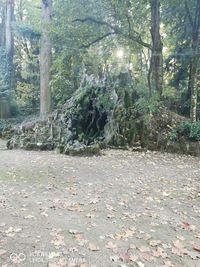 Trees growing in forest during autumn