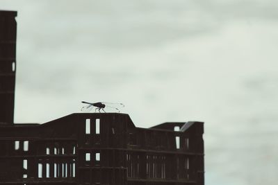 Low angle view of bird perching on roof against sky