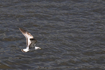 View of birds in water