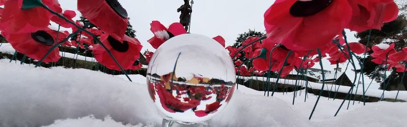 Close-up of snow covered plants against sky