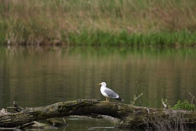 Bird perching on a lake