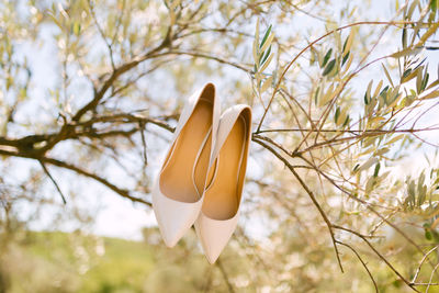 Low angle view of high heels on branch